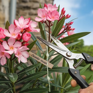 Het snoeien van een oleander