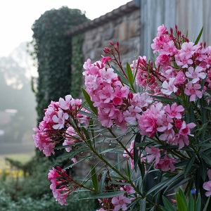 Manier van oleander snoeien