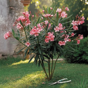 Oleander snoeien de sleutel tot een gezonde en bloeiende oleander