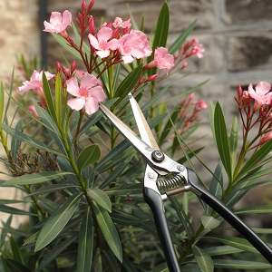 Waarom is oleander snoeien zo belangrijk De voordelen op een rij